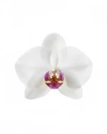 A delicate white orchid brooch with soft petals and a purple-yellow center, photographed on a clean white background