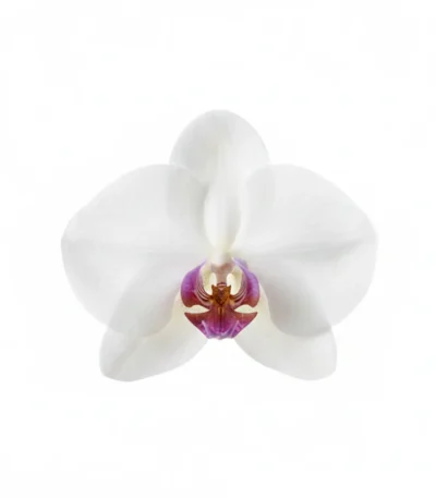 A delicate white orchid brooch with soft petals and a purple-yellow center, photographed on a clean white background