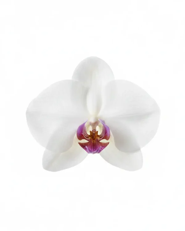 A delicate white orchid brooch with soft petals and a purple-yellow center, photographed on a clean white background